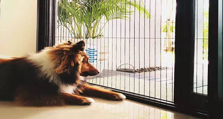 Sliding Screen Pet Door Repair in Northdale, FL